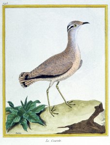 Videnskab. zoologi. Cremefarvet Courser. Indgravering af Francois Nicolas Martinet i: Fuglenes naturhistorie, af Georges Louis Leclerc de Buffon, Frankrig, ca. 1777 (farvestik)