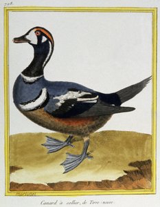Videnskab. zoologi. And fra Newfoundland. Indgravering af Francois Nicolas Martinet i: Fuglenes naturhistorie, af Georges Louis Leclerc de Buffon, Frankrig, ca. 1777 (farvestik)