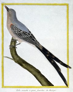 Videnskab. zoologi. Fluefanger af Mexico. Indgravering af Francois Nicolas Martinet i: Fuglenes naturhistorie, af Georges Louis Leclerc de Buffon, Frankrig, ca. 1777 (farvestik) af Francois Nicolas Martinet