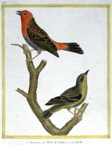 Videnskab. zoologi. Husspurv af Ile de France. Indgravering af Francois Nicolas Martinet i: Fuglenes naturhistorie, af Georges Louis Leclerc de Buffon, Frankrig, ca. 1777 (farvestik) af Francois Nicolas Martinet
