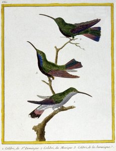 Videnskab. zoologi. Hummingbird fra Santo Domingo, Mexico og Jamaica. Indgravering af Francois Nicolas Martinet i: Fuglenes naturhistorie, af Georges Louis Leclerc de Buffon, Frankrig, ca. 1777 (farvestik) af Francois Nicolas Martinet