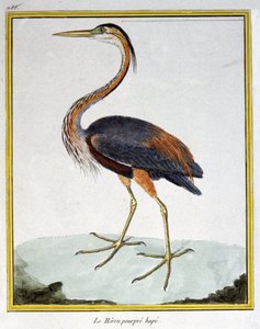 Videnskab. zoologi. Lilla hejre. Indgravering af Francois Nicolas Martinet i: Fuglenes naturhistorie, af Georges Louis Leclerc de Buffon, Frankrig, ca. 1777 (farvestik)