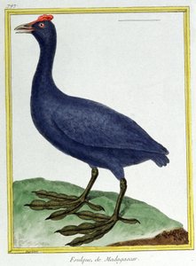 Videnskab. zoologi. Rød knoppet tude (fra Madagaskar). Indgravering af Francois Nicolas Martinet i: Fuglenes naturhistorie, af Georges Louis Leclerc de Buffon, Frankrig, ca. 1777 (farvestik) af Francois Nicolas Martinet