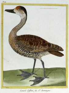 Videnskab. zoologi. Wigeon af Santo Domingo. Indgravering af Francois Nicolas Martinet i: Fuglenes naturhistorie, af Georges Louis Leclerc de Buffon, Frankrig, ca. 1777 (farvestik) af Francois Nicolas Martinet