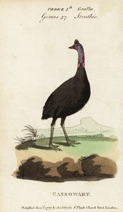 Sydlig kasuar, Casuarius casuarius af Francois Nicolas Martinet