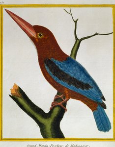 Hvidstrubet Kingfisher (Halcyon smyrnensis), fra Natural History of Birds af Francois Nicolas Martinet