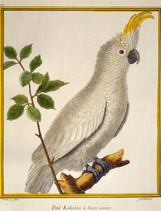 Gul-kakekakadue (Cacatua sulphurea), fra Natural History of Birds af Francois Nicolas Martinet