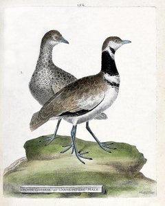 Zoologisk tavle (ornitologi): forside: lille bustard eller lille hanstok og bagside: hun small cane (canepetiere bustard eller tetrax tetrax). Illustration i "Fuglenes historie, malet i deres udseende og følsomme aspekter" af Francois Nicolas Mar af Francois Nicolas Martinet