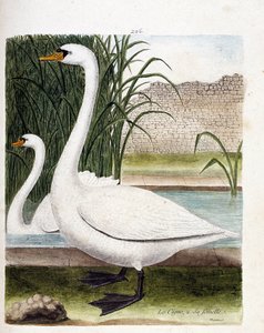 Zoologisk tavle (ornitologi): foran: svanen og bagved dens hun (knoldsvane eller cygnus olor). Illustration i "Fuglenes historie, malet i deres udseende og følsomme aspekter" af Francois Nicolas Martinet (1731-1800). Privat samling. af Francois Nicolas Martinet