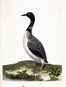 Zoologisk tavle (ornitologi): det store pletdyk (imstrand dykning eller gavia immer). Illustration i "Fuglenes historie, malet i deres udseende og følsomme aspekter" af Francois Nicolas Martinet (1731-1800). Privat samling. af Francois Nicolas Martinet