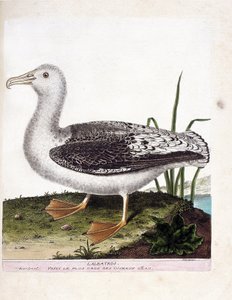 Zoologisk kort (ornitologi): Albatros (brylealbatros eller diomedea exulans). Illustration i "Fuglenes historie, malet i deres udseende og følsomme aspekter" af Francois Nicolas Martinet (1731-1800). Privat samling. af Francois Nicolas Martinet
