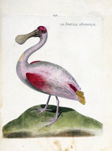 Zoologisk diagram (ornitologi): Amerikansk spatel (lyserød spatel eller platalea ajaja). Illustration i "Fuglenes historie, malet i deres udseende og følsomme aspekter" af Francois Nicolas Martinet (1731-1800). Privat samling. af Francois Nicolas Martinet