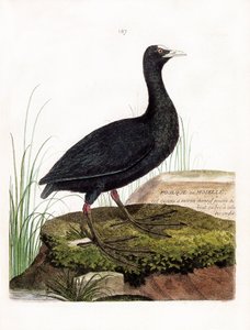 Zoologisk kort (ornitologi): Høns eller Mosel (Macroule tremmeseng eller fulica atra). Illustration i "Fuglenes historie, malet i deres udseende og følsomme aspekter" af Francois Nicolas Martinet (1731-1800). Privat samling. af Francois Nicolas Martinet