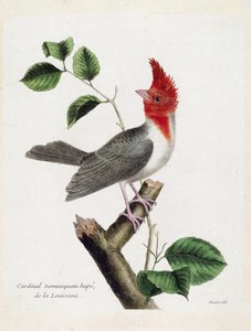 Zoologisk kort (ornitologi): Dominikanske kardinal Hupe (parare huppe eller paroaria coronata) på en gren. Illustration i "Fuglenes historie, malet i deres udseende og følsomme aspekter" af Francois Nicolas Martinet (1731-1800). Private samlinger