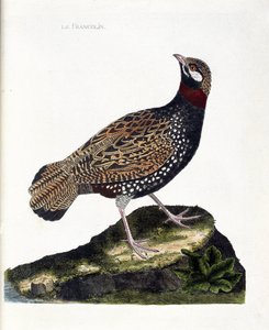 Zoologisk kort (ornitologi): Francolin (francolin noir eller francolinus francolinus). Illustration i "Fuglenes historie, malet i deres udseende og følsomme aspekter" af Francois Nicolas Martinet (1731-1800). Privat samling. af Francois Nicolas Martinet