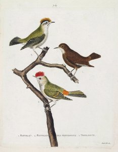 Zoologisk kort (ornitologi). Fra top til bund: roitelet (tredobbelt bandage eller regulus ignicapilla), troglodyte (sød troglodyte eller troglodyte) og roitelet af hottentots (rubinkrone) på en gren. Illustration i "Fuglenes historie, malet i Thei af Francois Nicolas Martinet