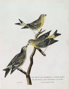Zoologisk diagram (ornitologi): Fra top til bund: serin du Roussillon (serin Cini eller serinus serinus) på en gren, serin de provence (venturon montagnard eller serinus citrinella) og andre serin de provence. Illustration i "The History of the Birds, S af Francois Nicolas Martinet
