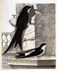 Zoologisk kort (ornitologi): Stor Swift (Sort Swift eller apus apus) og Lille Swift (Vindusvale eller Urbica Delichon). Illustration i "Fuglenes historie, malet i deres udseende og følsomme aspekter" af Francois Nicolas Martinet (1731-1800) af Francois Nicolas Martinet