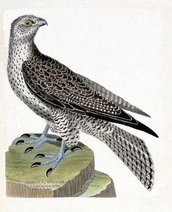 Zoologisk kort (ornitologi): Islandsk gerfault (gerfaut falk eller falco rusticolus). Illustration i "Fuglenes historie, malet i deres udseende og følsomme aspekter" af Francois Nicolas Martinet (1731-1800). Privat samling. af Francois Nicolas Martinet