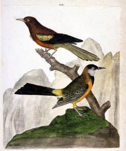Zoologisk kort (ornitologi): Ilinois Blackbird (Baltimore oriole eller icterius bonana) og Guyana Blackbird (Martinique oriole eller icterius bonana) på en gren. Illustration i "Fuglenes historie, malet i deres udseende og følsomme aspekter" af af Francois Nicolas Martinet