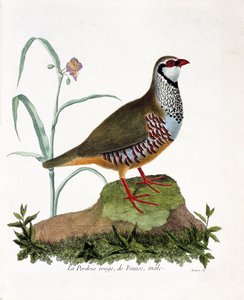 Zoologisk kort (ornitologi): La agerhøne rouge de France, han (rød agerhøne eller alectoris rufa). Illustration i "Fuglenes historie, malet i deres udseende og følsomme aspekter" af Francois Nicolas Martinet (1731-1800). Privat samling. af Francois Nicolas Martinet