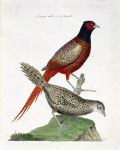 Zoologisk diagram (ornitologi): Hanfasan og hunkøn (colchid fasan eller Phasianus colchicus). Illustration i "Fuglenes historie, malet i deres udseende og følsomme aspekter" af Francois Nicolas Martinet (1731-1800). Privat samling. af Francois Nicolas Martinet