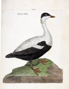 Zoologisk kort (ornitologi): Nordgås eller edderfugl (edderfugl en dyne eller somateria mollissima). Illustration i "Fuglenes historie, malet i deres udseende og følsomme aspekter" af Francois Nicolas Martinet (1731-1800). Privat samling. af Francois Nicolas Martinet