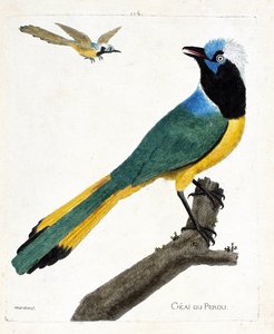 Zoologisk kort (ornitologi): Perou jay (grøn jay eller cyanocorax yncas) på en gren. Illustration i "Fuglenes historie, malet i deres udseende og følsomme aspekter" af Francois Nicolas Martinet (1731-1800). Privat samling. af Francois Nicolas Martinet