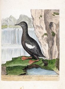Zoologisk kort (ornitologi): Stribet Murrelet (Mirrelet eller Cepphus gitter). Illustration i "Fuglenes historie, malet i deres udseende og følsomme aspekter" af Francois Nicolas Martinet (1731-1800). Privat samling. af Francois Nicolas Martinet