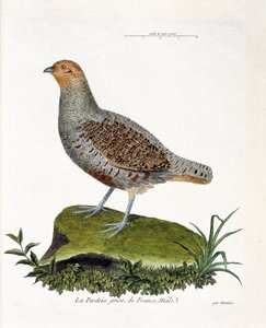 Zoologisk diagram (ornitologi): Frankrigs grå agerhøne, han (gråagerhøne eller agerhøne). Illustration i "Fuglenes historie, malet i deres udseende og følsomme aspekter" af Francois Nicolas Martinet (1731-1800). Privat samling. af Francois Nicolas Martinet