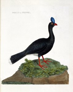 Zoologisk diagram (ornitologi): Hocco eller sten (Hocco a stone eller pauxi pauxi). Illustration i "Fuglenes historie, malet i deres udseende og følsomme aspekter" af Francois Nicolas Martinet (1731-1800). Privat samling. af Francois Nicolas Martinet