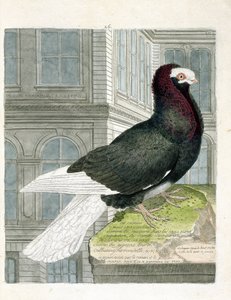 Zoologisk diagram (ornitologi): Nonan- eller capuchoneduen (dværgdue eller columba livia). Illustration i "Fuglenes historie, malet i deres udseende og følsomme aspekter" af Francois Nicolas Martinet (1731-1800). Privat samling. af Francois Nicolas Martinet