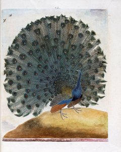 Zoologisk diagram (ornitologi): Påfuglen, der laver hjulet (blå påfugl eller Pavo cristatus). Illustration i "Fuglenes historie, malet i deres udseende og følsomme aspekter" af Francois Nicolas Martinet (1731-1800). Privat samling. af Francois Nicolas Martinet