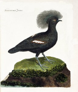 Zoologisk diagram (ornitologi): Indiens fasan (goura krone eller goura cristata). Illustration i "Fuglenes historie, malet i deres udseende og følsomme aspekter" af Francois Nicolas Martinet (1731-1800). Privat samling. af Francois Nicolas Martinet
