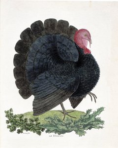 Zoologisk kort (ornitologi): Tyrkiet (tam kalkun eller Melaeagris gallopavo). Illustration i "Fuglenes historie, malet i deres udseende og følsomme aspekter" af Francois Nicolas Martinet (1731-1800) (stik) af Francois Nicolas Martinet