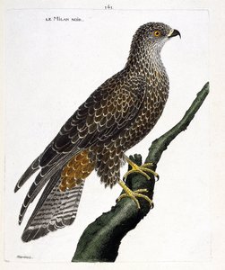 Zoologisk kort (ornitologi): sort milvus migrans på en gren. Illustration i "Fuglenes historie, malet i deres udseende og følsomme aspekter" af Francois Nicolas Martinet (1731-1800). Privat samling. af Francois Nicolas Martinet