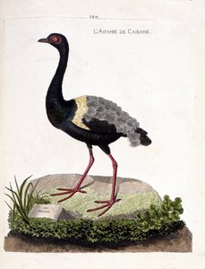 Zoologisk diagram (ornitologi): caienne agami (trompetagami eller psophia crepitans). Illustration i "Fuglenes historie, malet i deres udseende og følsomme aspekter" af Francois Nicolas Martinet (1731-1800). Privat samling. af Francois Nicolas Martinet
