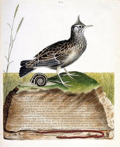 Zoologisk diagram (ornitologi): cochevis (cochevis huppe eller Galerida cristata). Illustration i "Fuglenes historie, malet i deres udseende og følsomme aspekter" af Francois Nicolas Martinet (1731-1800). Privat samling. af Francois Nicolas Martinet