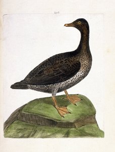 Zoologisk diagram (ornitologi): hunedderfugl (edderfugl en dun eller somateria mollissima). Illustration i "Fuglenes historie, malet i deres udseende og følsomme aspekter" af Francois Nicolas Martinet (1731-1800). Privat samling. af Francois Nicolas Martinet