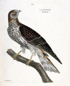 Zoologisk diagram (ornitologi): kvindelig soubuse (busard saint martin eller circus cyaneus) på en gren. Illustration i "Fuglenes historie, malet i deres udseende og følsomme aspekter" af Francois Nicolas Martinet (1731-1800). Privat samling. af Francois Nicolas Martinet