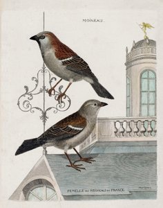 Zoologisk diagram (ornitologi): fra top til bund: Spurv og hun af Frankrigs spurv (tamspurv eller pass domesticus). Illustration i "Fuglenes historie, malet i deres udseende og følsomme aspekter" af Francois Nicolas Martinet af Francois Nicolas Martinet
