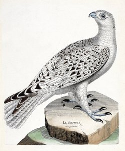 Zoologisk kort (ornitologi): gerfault (gerfaut falk eller falco rusticolus). Illustration i "Fuglenes historie, malet i deres udseende og følsomme aspekter" af Francois Nicolas Martinet (1731-1800). Privat samling. af Francois Nicolas Martinet