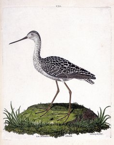 Zoologisk kort (ornitologi): grå pram (rød pram eller limosa lapponica). Illustration i "Fuglenes historie, malet i deres udseende og følsomme aspekter" af Francois Nicolas Martinet (1731-1800). Privat samling. af Francois Nicolas Martinet