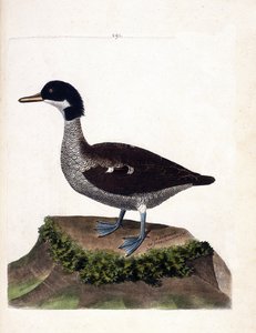 Zoologisk diagram (ornitologi): java krikand (grå krikand eller anas gibberifrons). Illustration i "Fuglenes historie, malet i deres udseende og følsomme aspekter" af Francois Nicolas Martinet (1731-1800). Privat samling. af Francois Nicolas Martinet