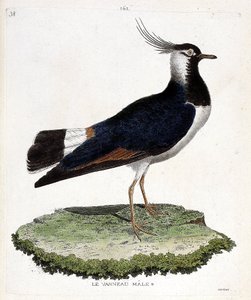 Zoologisk diagram (ornitologi): hanlam (løkke eller vanellus vanellus). Illustration i "Fuglenes historie, malet i deres udseende og følsomme aspekter" af Francois Nicolas Martinet (1731-1800). Privat samling. af Francois Nicolas Martinet