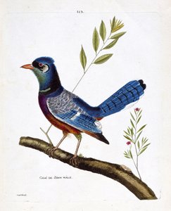Zoologisk diagram (ornitologi): siam jay han (blue jay eller cyanocitta cristata) på en gren. Illustration i "Fuglenes historie, malet i deres udseende og følsomme aspekter" af Francois Nicolas Martinet (1731-1800). Privat samling. af Francois Nicolas Martinet