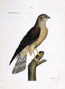 Zoologisk diagram (ornitologi): mandlig soubuse (busard saint martin eller circus cyaneus) på en gren. Illustration i "Fuglenes historie, malet i deres udseende og følsomme aspekter" af Francois Nicolas Martinet (1731-1800). Privat samling. af Francois Nicolas Martinet