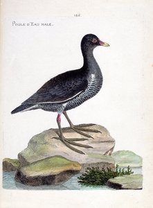 Zoologisk kort (ornitologi): han vandhøne (vandhøne eller gallinula chloropus). Illustration i "Fuglenes historie, malet i deres udseende og følsomme aspekter" af Francois Nicolas Martinet (1731-1800). Privat samling. af Francois Nicolas Martinet
