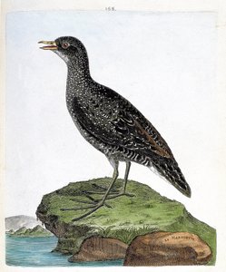 Zoologisk kort (ornitologi): marouette (plet marouette eller porzana porzana). Illustration i "Fuglenes historie, malet i deres udseende og følsomme aspekter" af Francois Nicolas Martinet (1731-1800). Privat samling. af Francois Nicolas Martinet