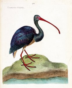 Zoologisk kort (ornitologi): nigritie